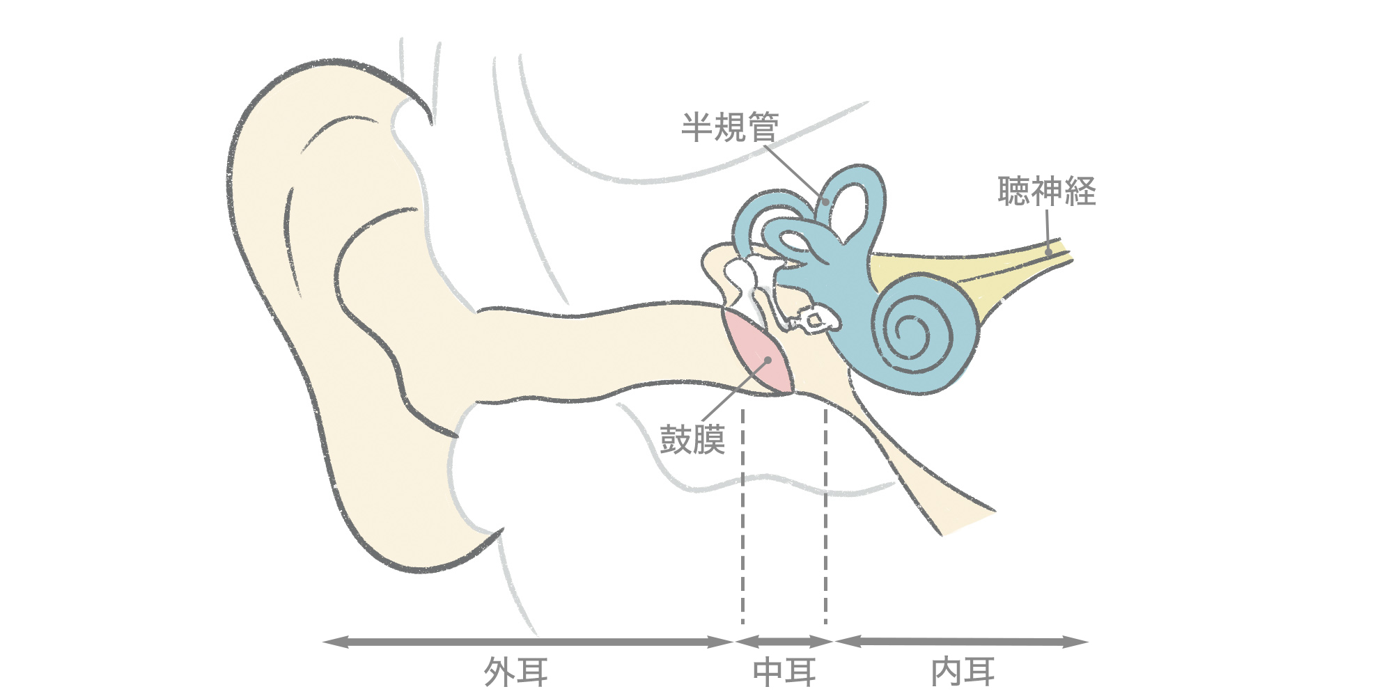 耳の内部図